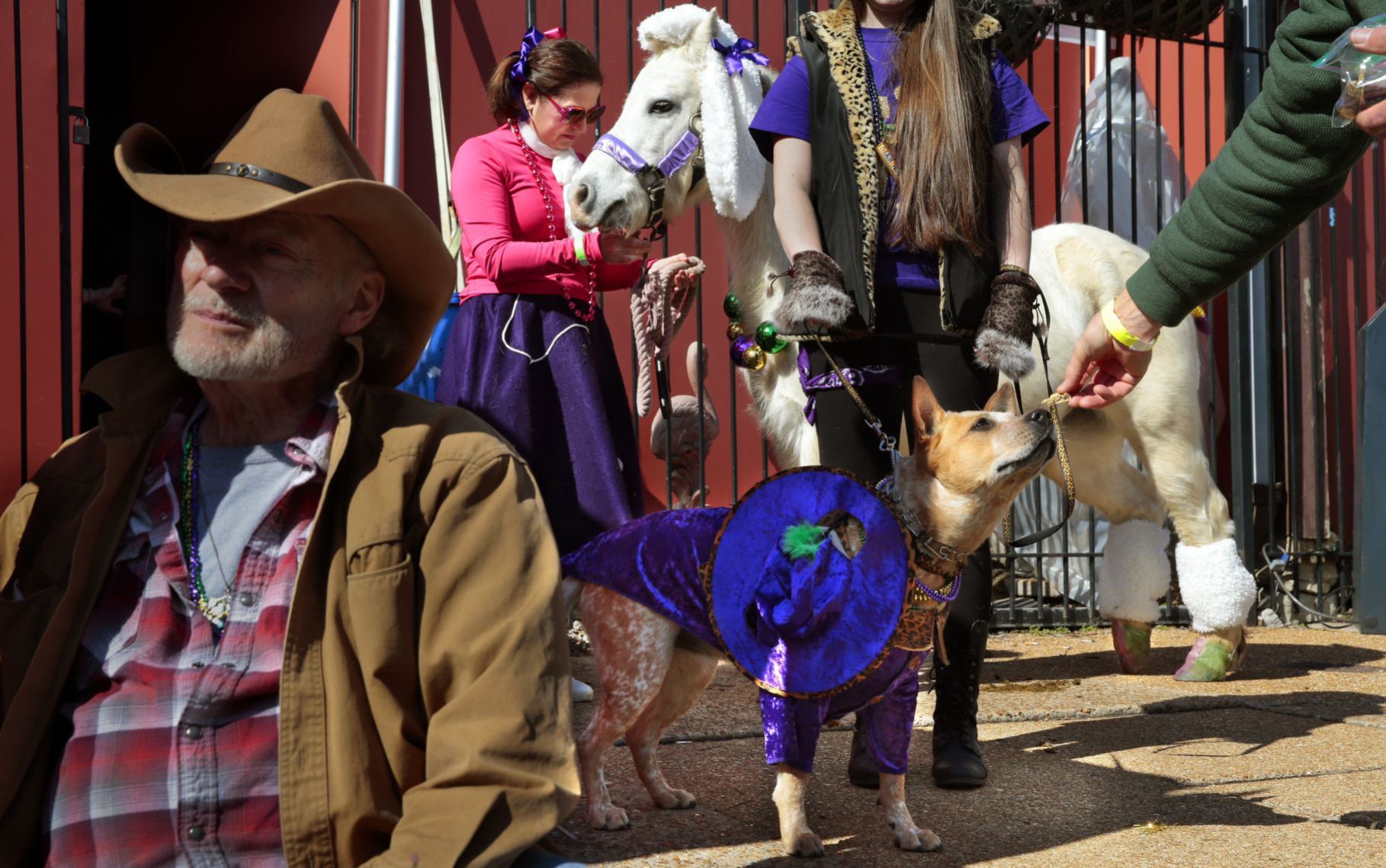 Purina Pet Parade barks through Soulard